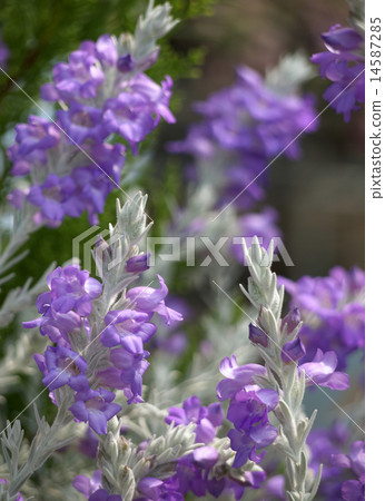 Eremophila妮維雅 14587285