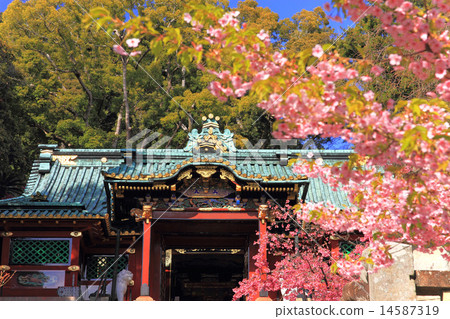March Shizuoka Kunozan Toshogu Shrine · Tangmun and Kawazu cherry tree 14587319