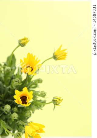 迪形態塞卡 14587331