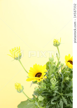 迪形態塞卡 14587332