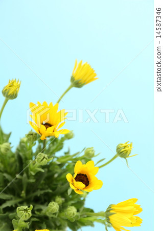 迪形態塞卡 14587346