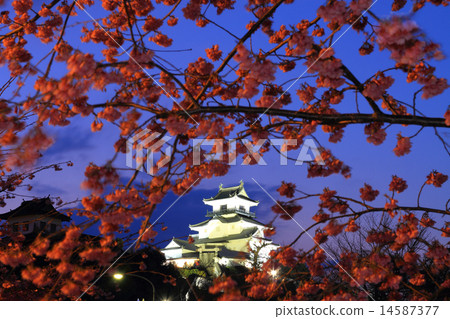 March Shizuoka Kakegawa Castle, castle tower light-up and Kakegawa cherry tree March Shizuoka Kakegawa Castle, castle tower light-up and Kakegawa cherry tree 14587377