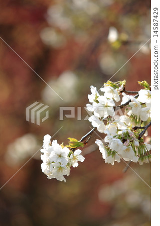 Sakura Sakura 14587429