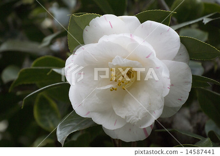 Camellia Camellia 14587441