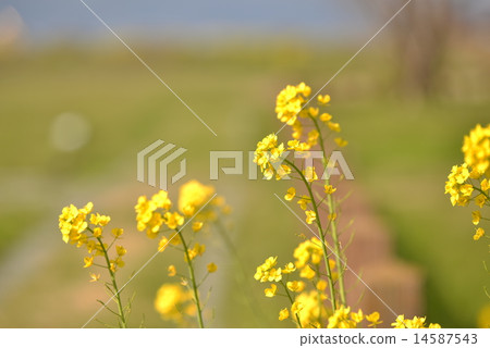 Rape blossom season 14587543