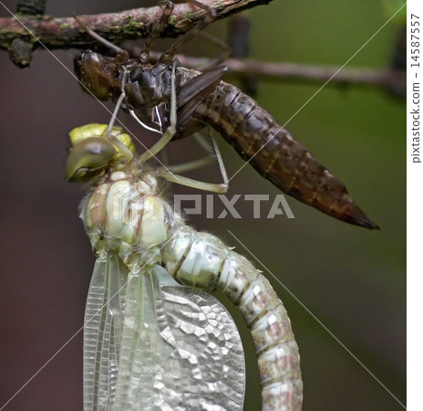 emergence of insects emergence of insects 14587557