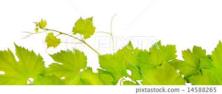 fresh grape leaves fresh grape leaves 14588265