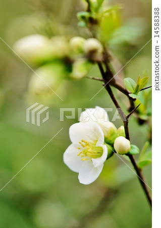 Blurred flowers Blurred flowers 14588388