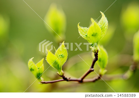 Wakaba Wakaba 14588389