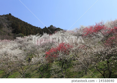 Kinoshitawa Bairin 14588640