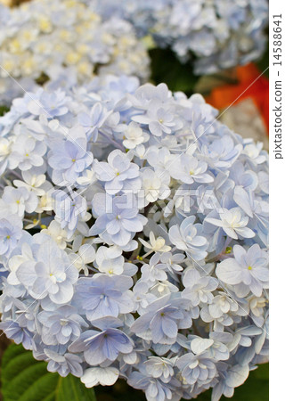 Hydrangea in full bloom "Temari Temari" 14588641