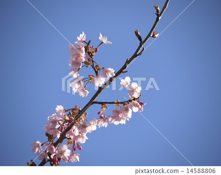 Hachisuka Sakura 03 Hachisuka Sakura 03 14588806