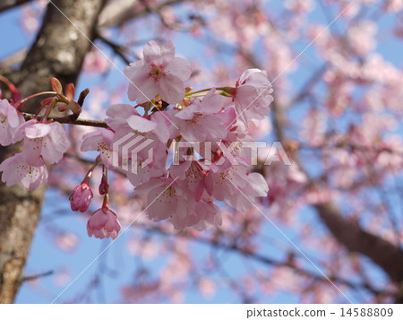 Hachisuka Sakura 06 Hachisuka Sakura 06 14588809