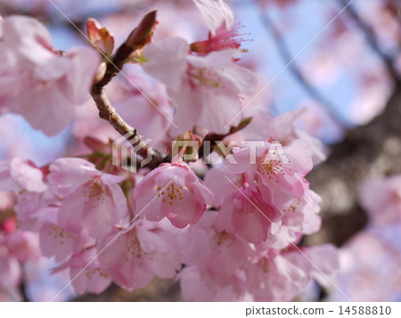 Hachisuka Sakura 07 Hachisuka Sakura 07 14588810