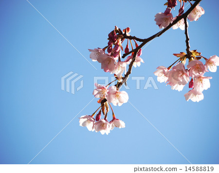 Hachisuka Sakura 16 Hachisuka Sakura 16 14588819