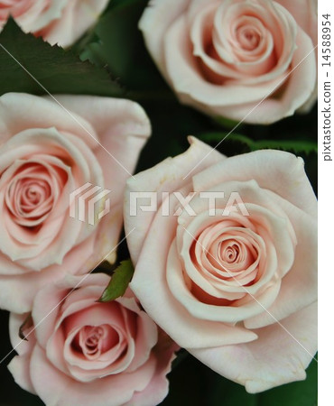 Roses bouquet 14588954