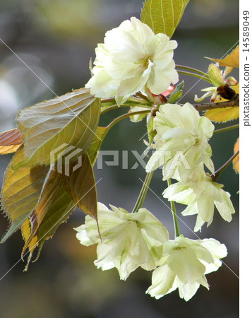 Turmeric cherry 14589049