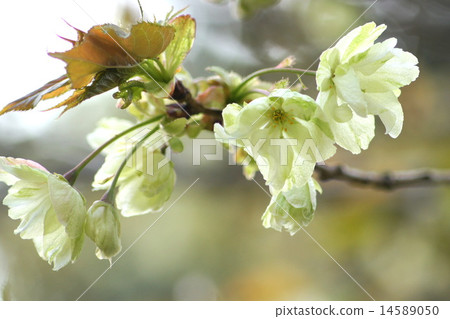 薑黃櫻桃 14589050