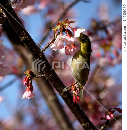 Meiro和Hachisuka Sakura 02 14589080