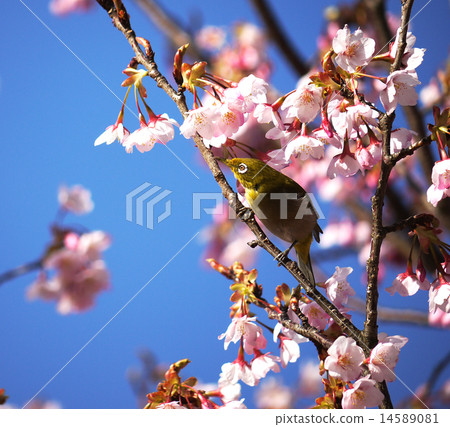 Mejiro和Hachisuka Sakura 03 14589081