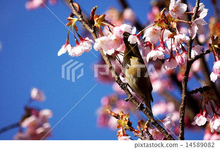 Meiro和Hachisuka Sakura 04 14589082