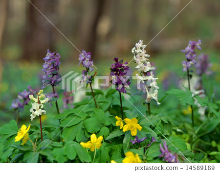 spring forest flowers spring forest flowers 14589189