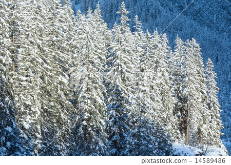 Snowy fir trees. Snowy fir trees. 14589486