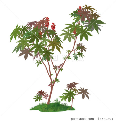 Castor Plant and Green Grass 14589894