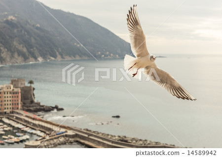 Seagull flying over Camogli, italy Seagull flying over Camogli, italy 14589942