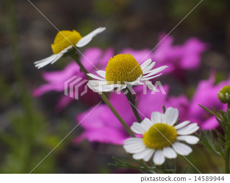 植物花洋甘菊 植物花洋甘菊 14589944