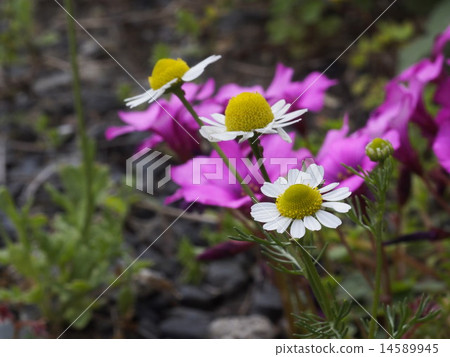 植物花洋甘菊 植物花洋甘菊 14589945