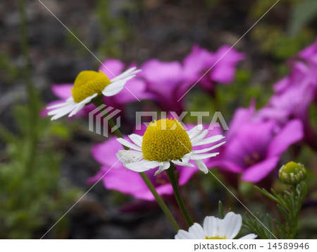 植物花洋甘菊 植物花洋甘菊 14589946