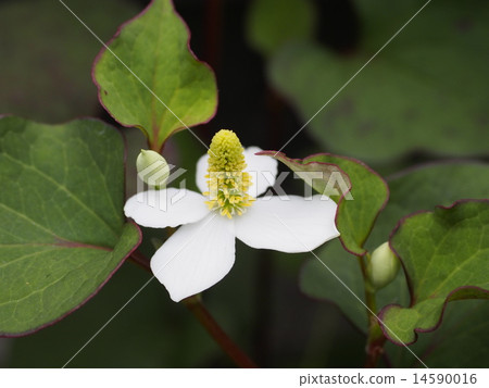 植物花Dokudami 植物花Dokudami 14590016