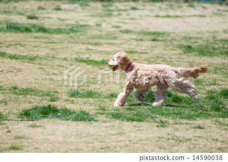 狗在草地上跑步 14590038