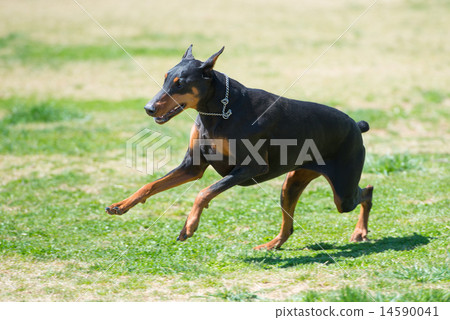 how long can doberman run