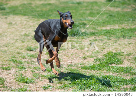 杜賓犬在草地上跑步 杜賓犬在草地上跑步 14590043