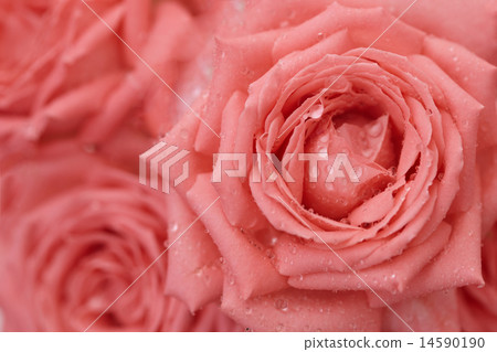 Roses with drops on petals - background 14590190