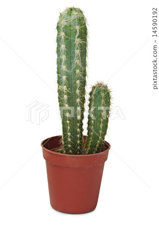 Two cactus - big and small Two cactus - big and small 14590192