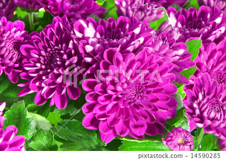 Bouquet of Chrysanthemums Isolated 14590285