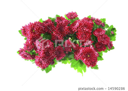 Bouquet of Chrysanthemums Isolated 14590286