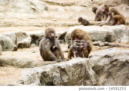 monkeys in the wild filmed close up monkeys in the wild filmed close up 14591253