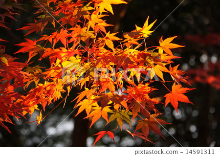 The autumn leaves falling with the sun 14591311