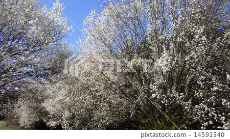 White flowers of whitefish White flowers of whitefish 14591540