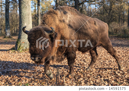 european bison 14591575