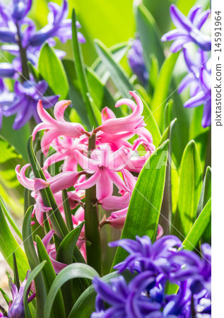 Hyacinth Hyacinth 14591964