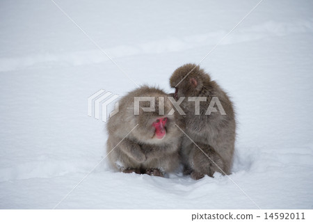 Two monkeys 14592011