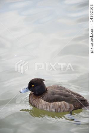 Kinkrochasshuro 14592108