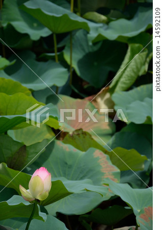 帽子芽 14592109