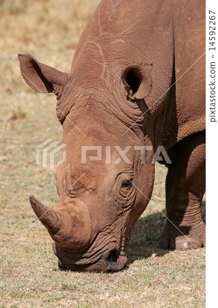 White Rhinoceros 14592267