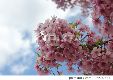 開花的櫻花 14592645